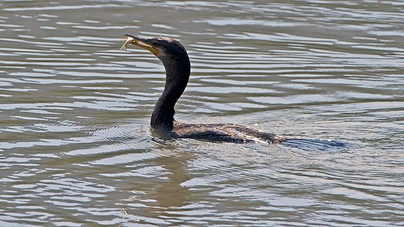 Neotropic Cormorant (Phalacrocorax brasilianus)