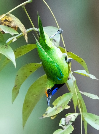 Golden-fronted leafbird (Chloropsis aurifrons)