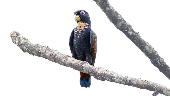 Bronze-winged Parrot (Pionus chalcopterus)