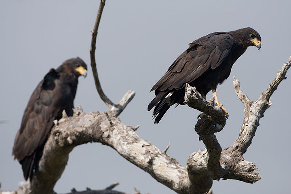 Common Black Hawk (Buteogallus anthracinus)