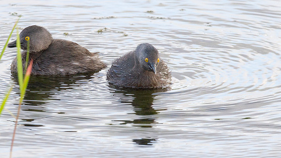 Least Grebe (Tachybaptus dominicus)