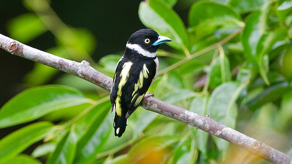 Black-and-yellow Broadbill (Eurylaimus ochromalus)
