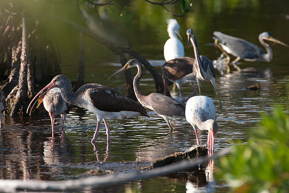 Snowy Egret (Egretta thula), American White Ibis (Eudocimus albus), Tricolored Heron (Egretta tricolor)