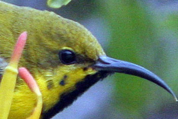 Yellow-bellied Sunbird (Cinnyris jugularis) juvenile; also known as Olive-backed Sunbird