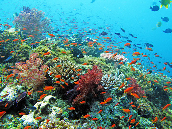 Marine Life