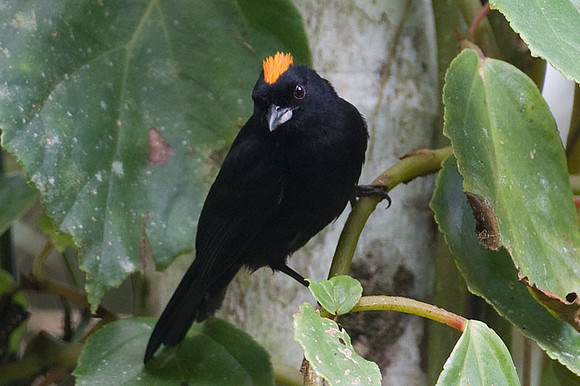 Tawny-crested Tanager (Tachyphonus delatrii)