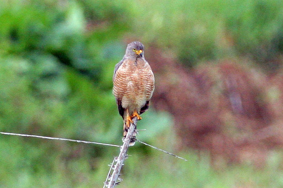 Roadside Hawk (Buteo magnirostris)