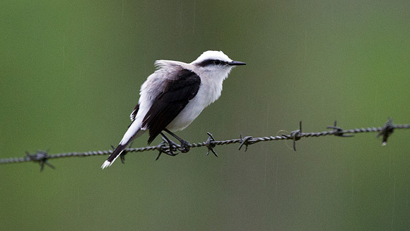 Masked Water Tyrant (Fluvicola nengeta)