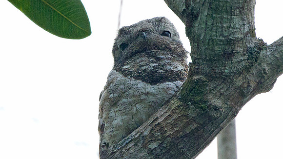 Great Potoo (Nyctibius grandis)