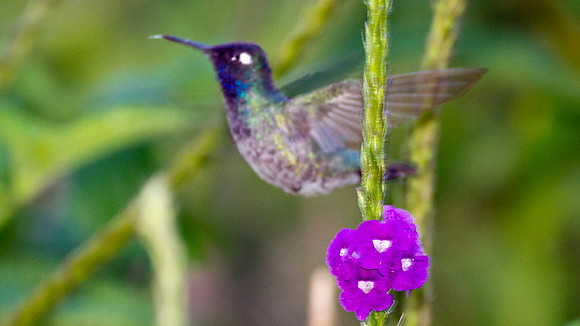 Violet-headed Hummingbird (Klais guimeti)