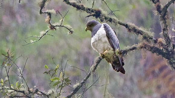 Black-chested Buzzard-Eagle (Geranoaetus melanoleucus)