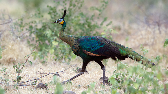 Green peafowl (Pavo muticus)