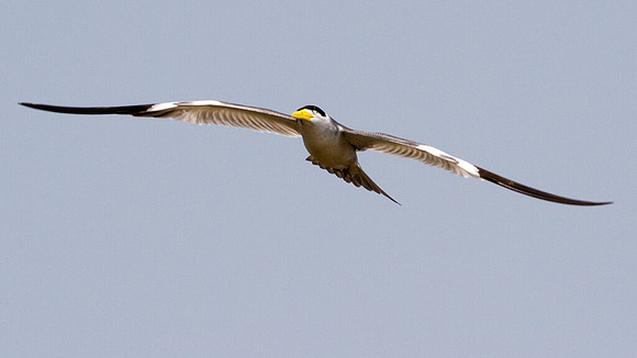 Large-billed Tern (Phaetusa simplex)