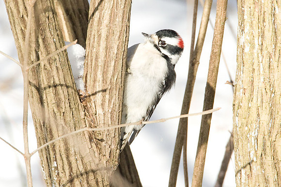Downy Woodpecker (Picoides pubescens) male