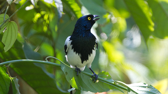 Magpie Tanager (Cissopis leveriana)