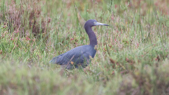 Little Blue Heron (Egretta caerulea)