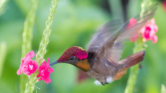 Ruby-topaz Hummingbird (Chrysolampis mosquitus) male