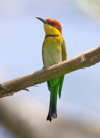 Chestnut-headed bee-eater (Merops leschenaulti)