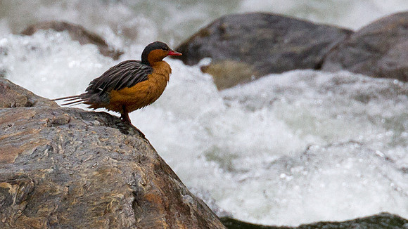 Torrent Duck (Merganetta armata)