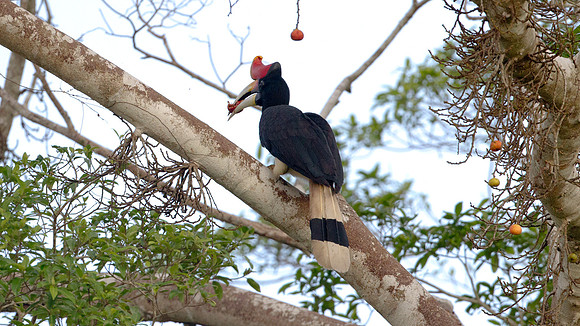 Rhinoceros Hornbill (Buceros rhinoceros) male