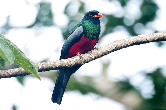 Slaty-tailed Trogon (Trogon massena)