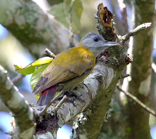 Olive Woodpecker (Mesopicos griseocephalus) Female