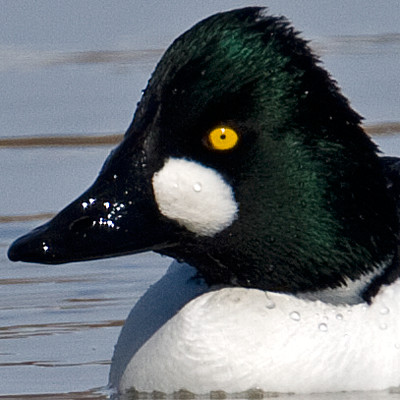 Common Goldeneye (Bucephala clangula)