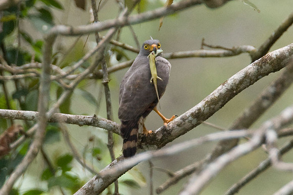 Roadside Hawk (Buteo magnirostris)