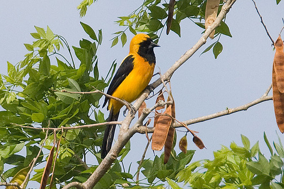 Yellow-backed Oriole (Icterus chrysater)