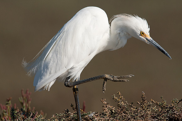 Snowy Egret (Egretta thula)