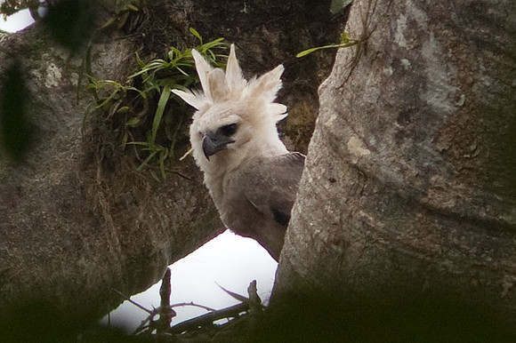 Harpy Eagle (Harpia harpyja)