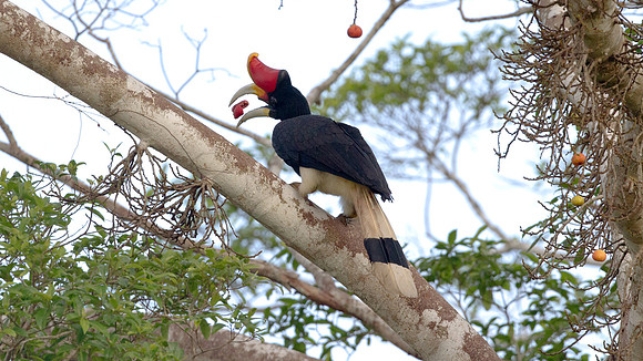Rhinoceros Hornbill (Buceros rhinoceros) male