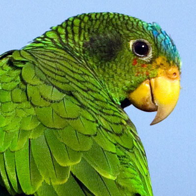 Yucatan Amazon (Amazona xantholora) female, also known as Yellow-lored Amazon, Yucatan Parrot or Yellow-lored Parrot