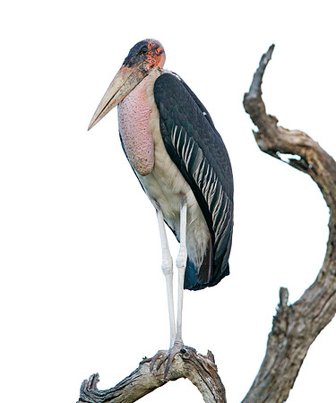 Marabou Stork (Leptoptilos crumeniferus)