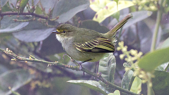 Golden-faced Tyrannulet (Zimmerius chrysops)