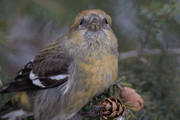 Two-barred Crossbill (Loxia leucoptera) female; also known as White-winged Crossbill