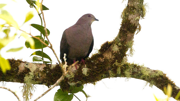 Ruddy Pigeon (Patagioenas subvinacea)