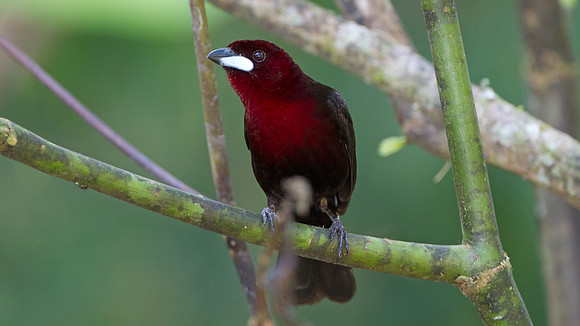 Silver-beaked Tanager (Ramphocelus carbo)