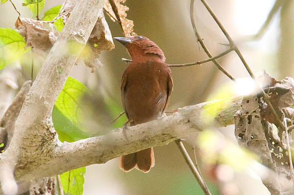 Red-throated Ant-tanager (Habia fuscicauda)