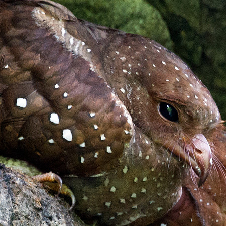 Oilbird (Steatornis caripensis)