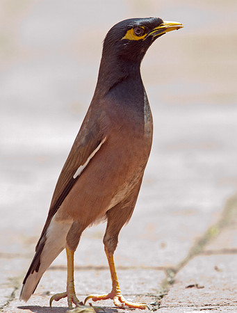 Common Myna (Acridotheres tristis)