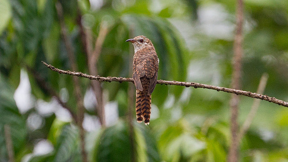 Plaintive Cuckoo (Cacomantis merulinus) hepatic morph female