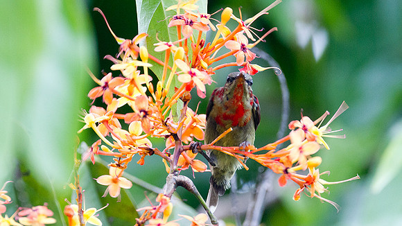 Eastern Crimson Sunbird (Aethopyga siparaja) juvenile