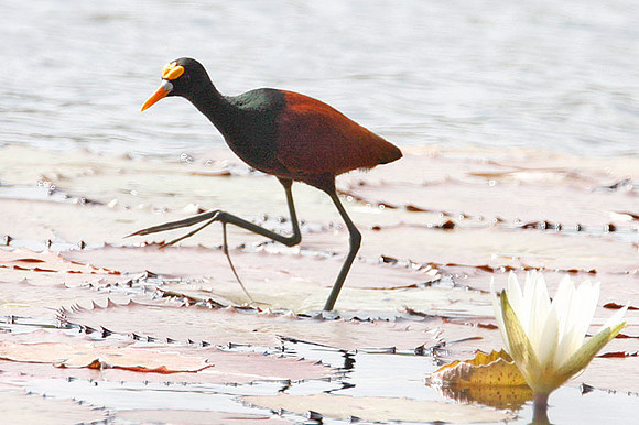 Northern Jaçana (Jacana spinosa)