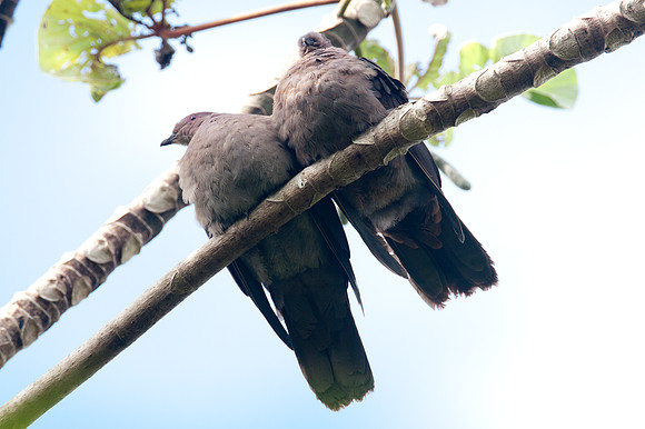 Short-billed Pigeon (Patagioenas nigrirostris)