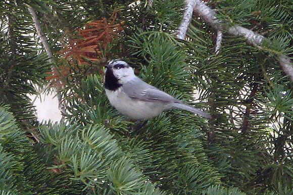 Mountain Chickadee (Poecile gambeli)