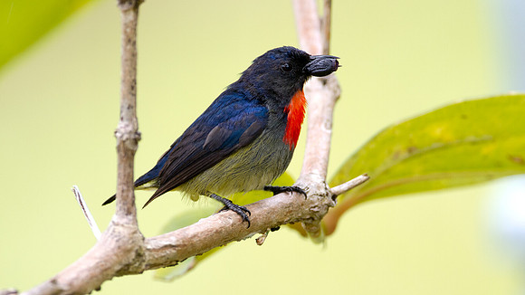 Bornean Flowerpecker (Dicaeum monticolum)