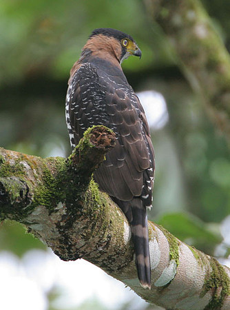 Grey-bellied Goshawk (Accipiter poliogaster) juvenile