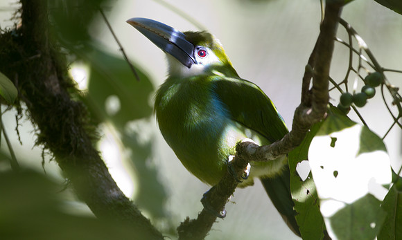 Blue-banded Toucanet (Aulacorhynchus coeruleicinctis)