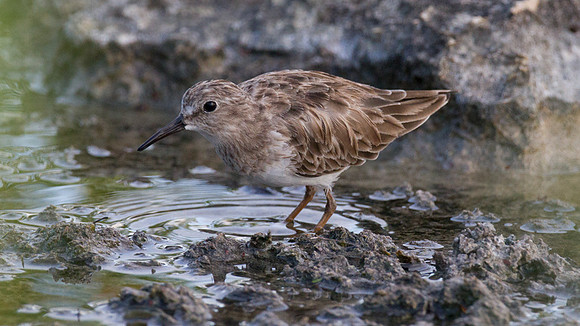 Least Sandpiper (Calidris minutilla)